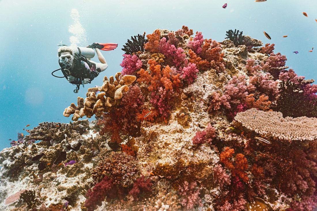 The Rainbow Reef & Sandbar Dive Day