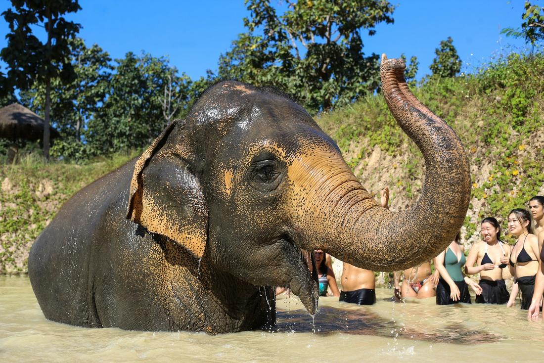 The Chiang Mai Hill Country & Elephant Sanctuary Escape